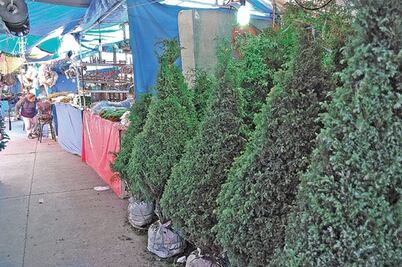 Profepa verifica venta de árboles de Navidad 