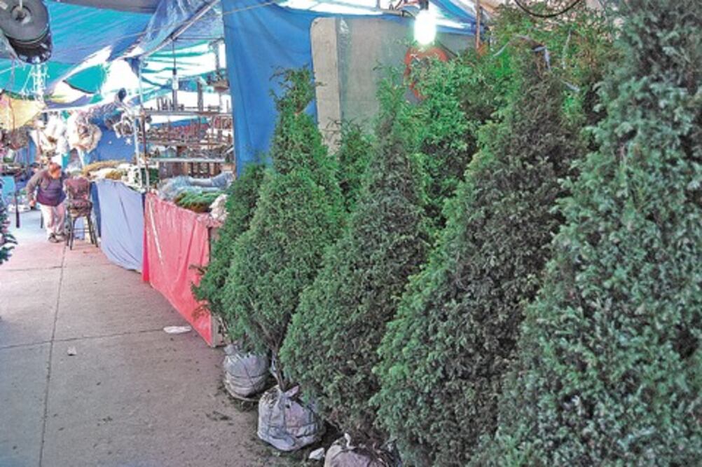 Profepa verifica venta de árboles de Navidad 