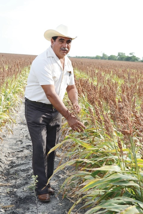 Apuestan al etanol como combustible