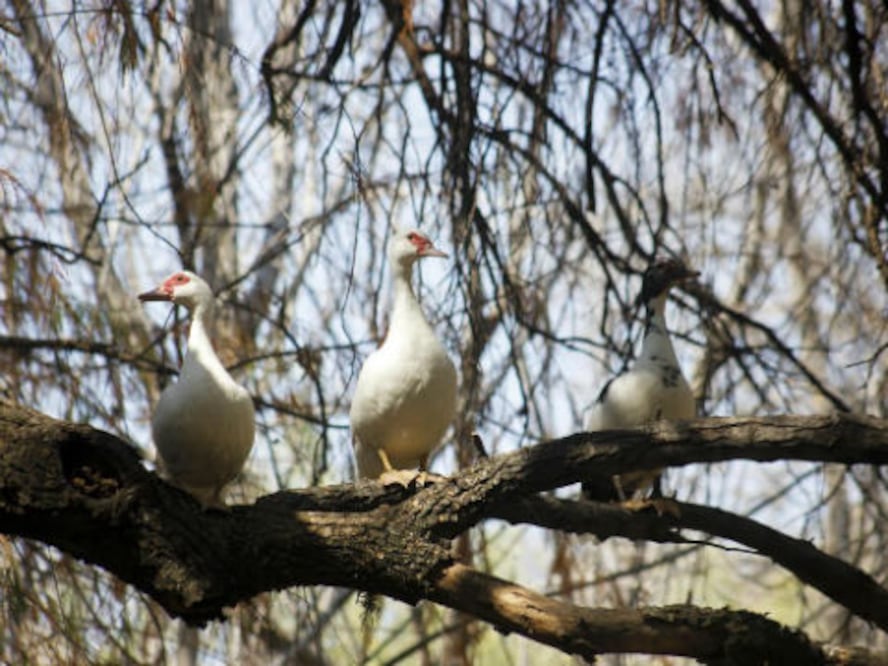Realiza Profepa 40 aseguramientos 