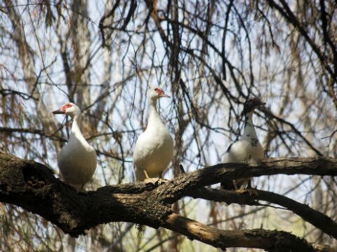 Realiza Profepa 40 aseguramientos