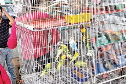 Alertan sobre riesgos para aves migratorias