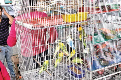 Alertan sobre riesgos para aves migratorias