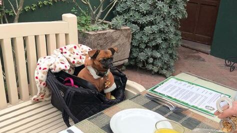 Lomitos también viajan; aumentan los hoteles pet friendly en Querétaro