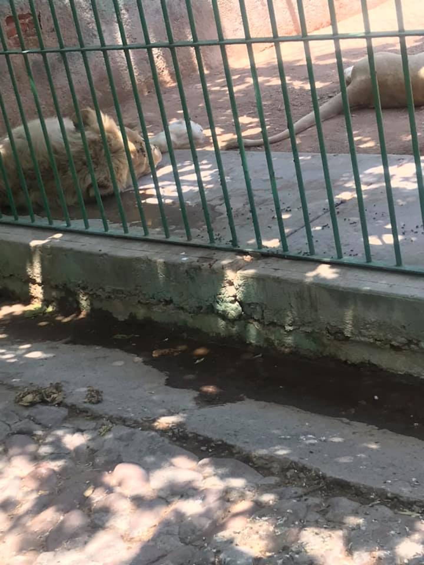 "Sin agua y llenos de moscas; así viven los animales del zoológico Wamerú", denuncian