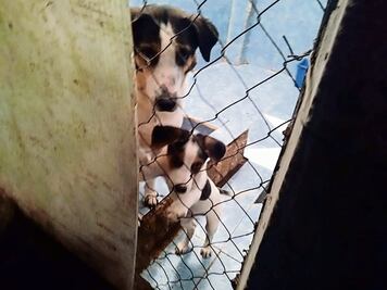 Investigan muerte de 12 perros en Querétaro; los cuerpos aparecieron en una calle de la comunidad de Calamanda