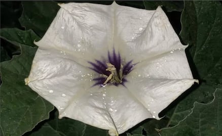 Conoce porqué el toloache es tan peligroso