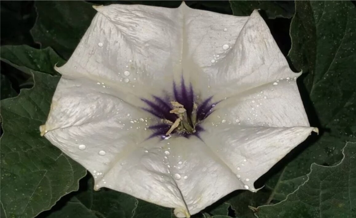 Conoce porqué el toloache es tan peligroso