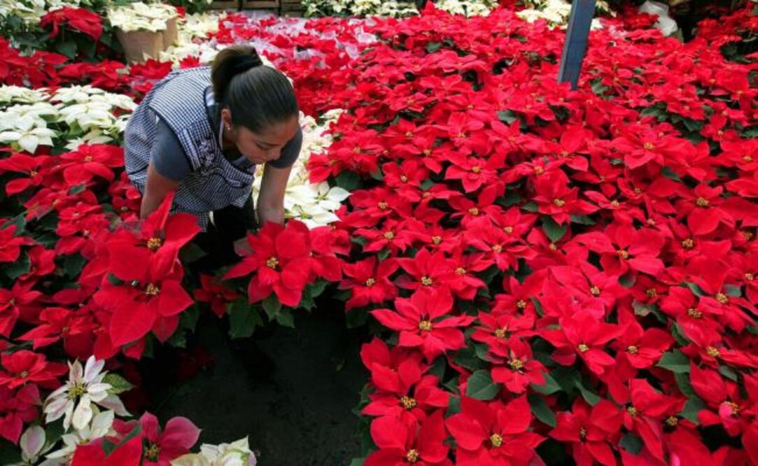 En Acapantzingo, encuentras macetas desde 20 pesos, con flores rojas, blancas o pintas. (Foto: Archivo El Universal)