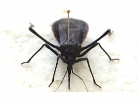 Alertan sobre enfermedad de Chagas