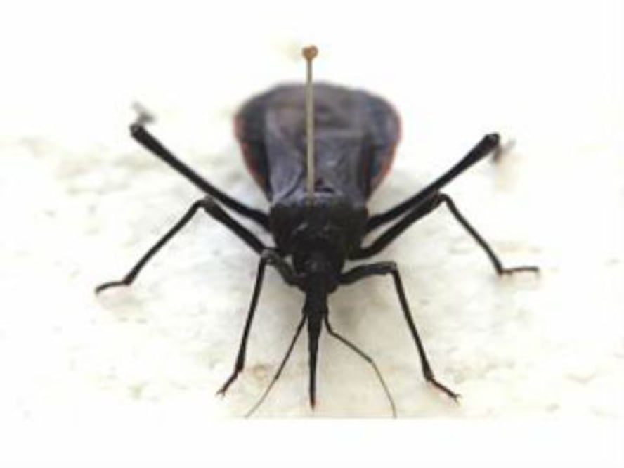 Alertan sobre enfermedad de Chagas