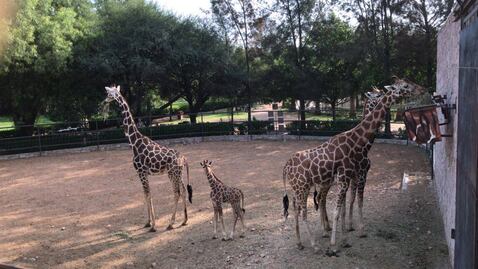 "La más triste experiencia"; vuelven a denunciar al zoológico Wamerú por presunto maltrato animal