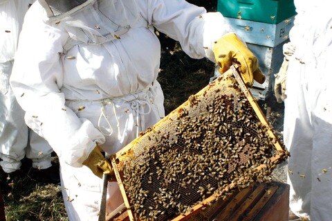 Rinde resultados primer cultivo de miel