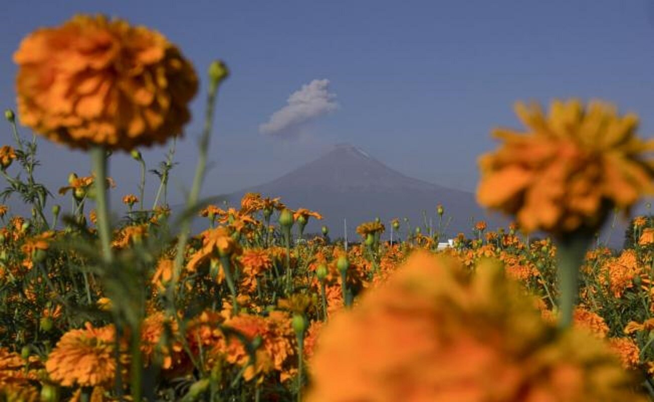 ¿Conoces la leyenda de la flor de cempasúchil?