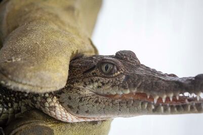 Video. Hallan cocodrilito en la capital de Querétaro; fue entregado a la Profepa 
