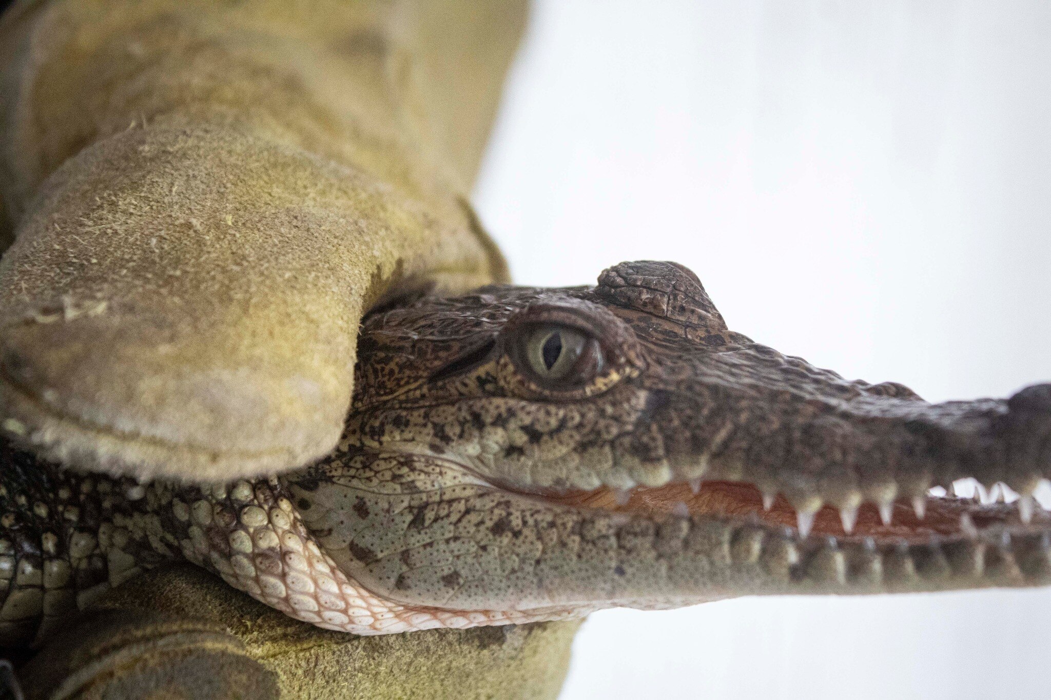 Video. Hallan cocodrilito en la capital de Querétaro; fue entregado a la Profepa