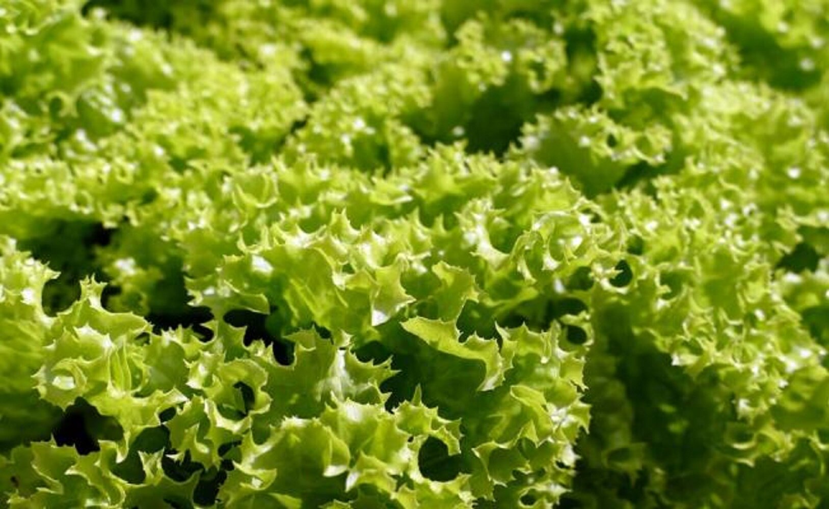 El estrés se considera como el detonante número 1 de las migrañas. (Fotos: Pixabay)