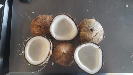 Universitario impulsa la utilización del 100% del coco