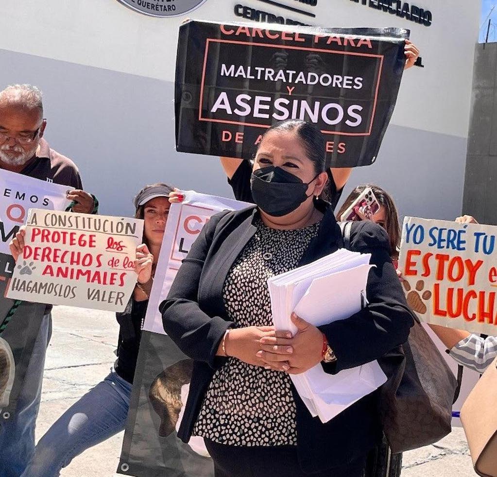 Inicia segundo juicio en contra de maltratador de animales en Querétaro 