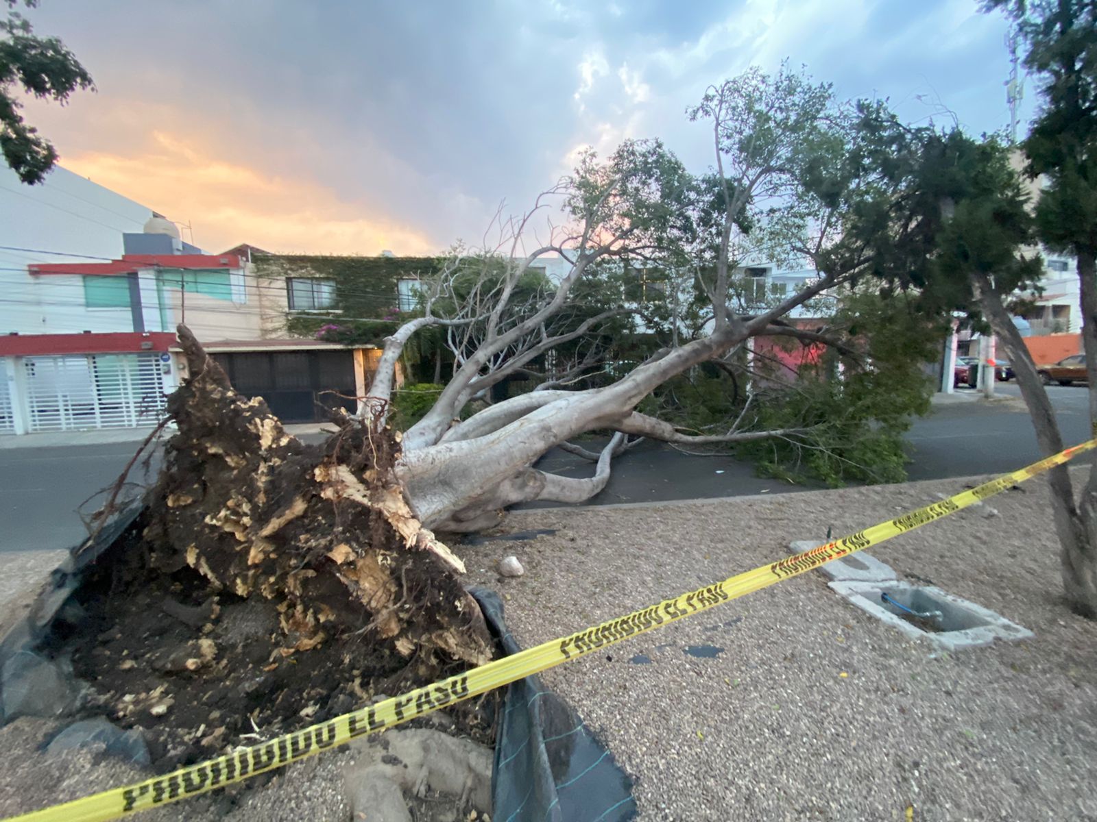 Las fuertes ráfagas de viento tiraron dos árboles en la ciudad de Querétaro