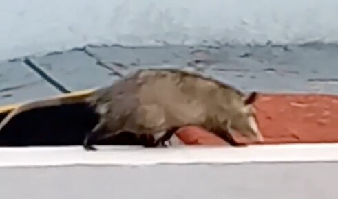 Video. Captan pleito de tlacuache vs michi afuera del centro de entrenamiento de Gallos Blancos