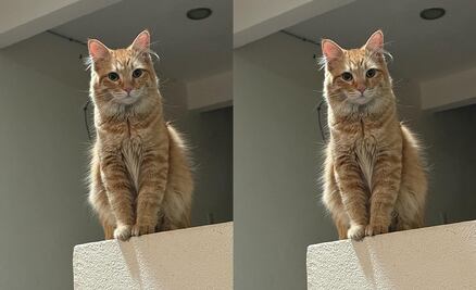 Buscan al gatito Leonardo en Querétaro; salió de su casa el 6 de marzo