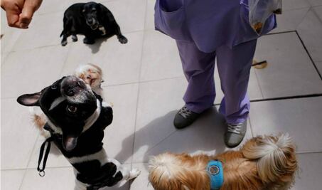 Buscan eliminar pseudoveterinarios en Querétaro