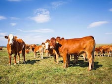 Querétaro perdió 25% de su ganado bovino entre 2019 y 2025
