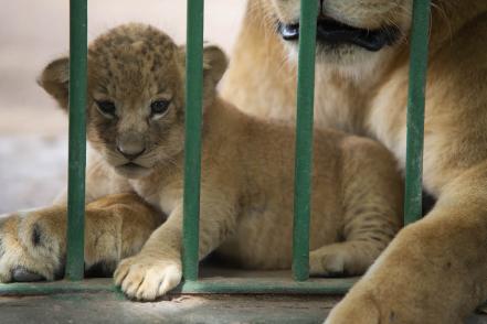 Nuevos rugiditos; nacen dos leoncitas en el zoológico Wamerú