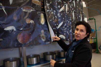 En la UNAM Juriquilla, estudian insectos y sus retos ante el cambio climático