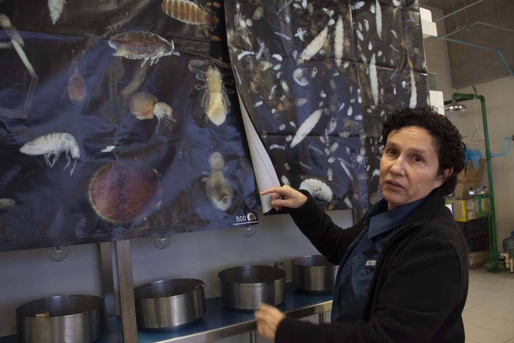 En la UNAM Juriquilla, estudian insectos y sus retos ante el cambio climático