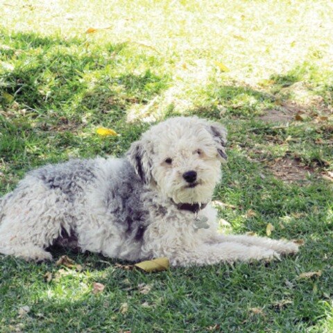 Ven daño en  IVA a comida de mascotas