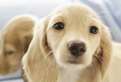 Abren Centro de Mascoterapia