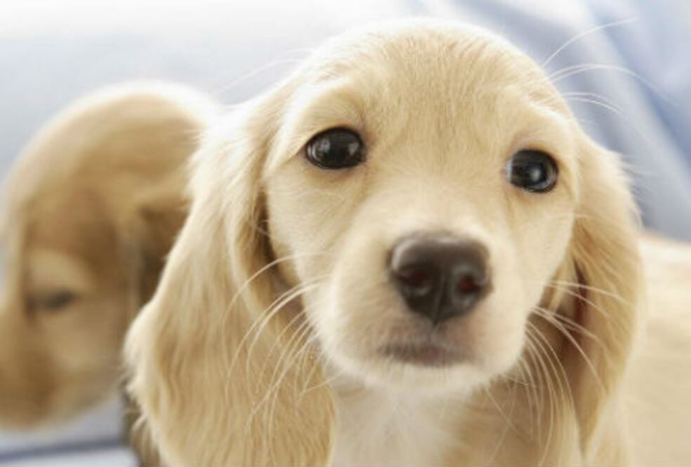 Abren Centro de Mascoterapia