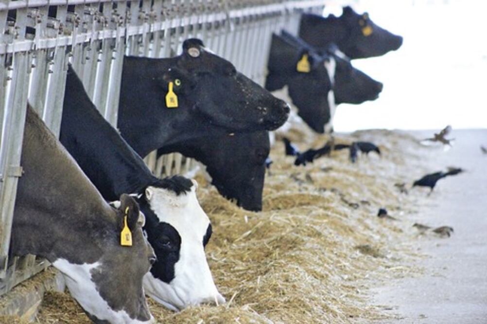 Delicias lácteas, de vacas consentidas