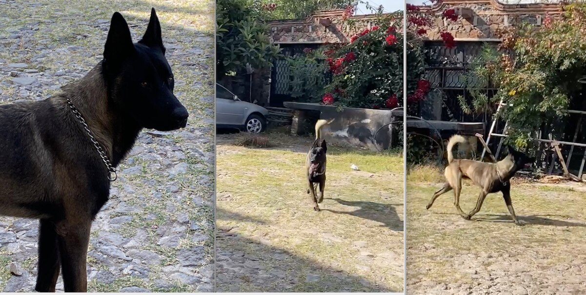 Buscan a Kimbo; lo robaron en Tequisquiapan