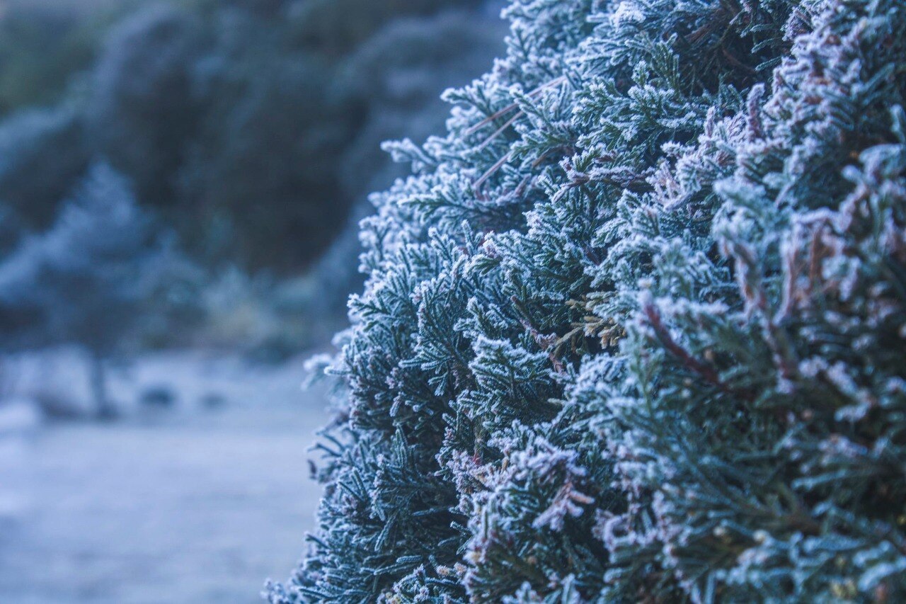 Por nieve y helada, el municipio de San Joaquín se pintó de blanco en Querétaro