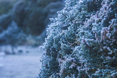 Por nieve y helada, el municipio de San Joaquín se pintó de blanco en Querétaro