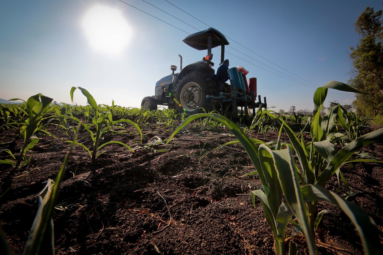 Calor daña cosechas de mil 500 productores