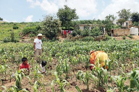 Impulsan huertos, cría de conejo y piscicultura