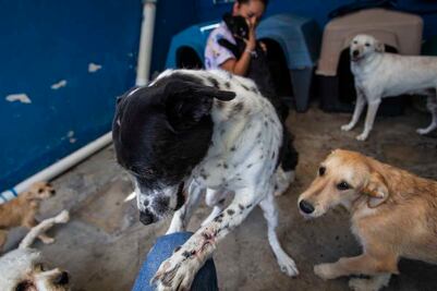 Van por mayores sanciones al maltrato animal