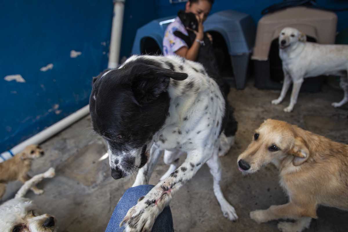Van por mayores sanciones al maltrato animal