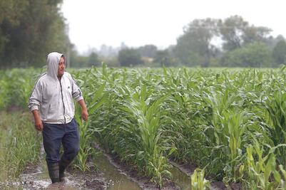 Lluvias y sequías pegan al campo