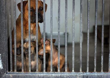 Remodelan centro de atención animal en El Marqués