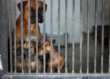 Remodelan centro de atención animal en El Marqués