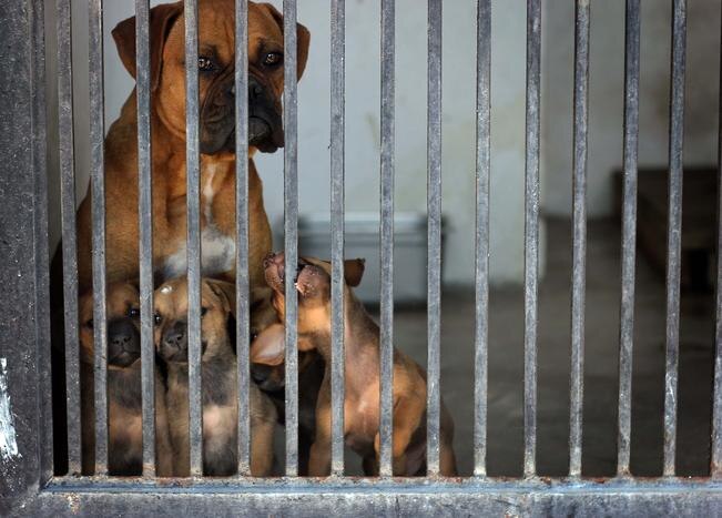 Remodelan centro de atención animal en El Marqués
