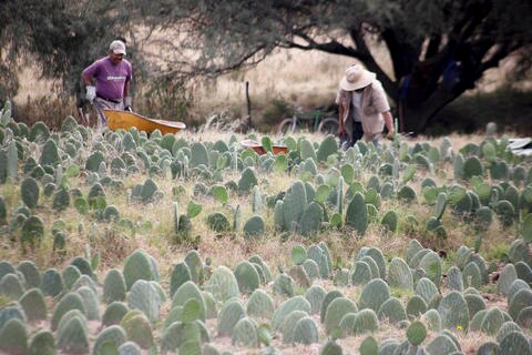 Investigadores del IPN buscan crear biogás a partir del nopal