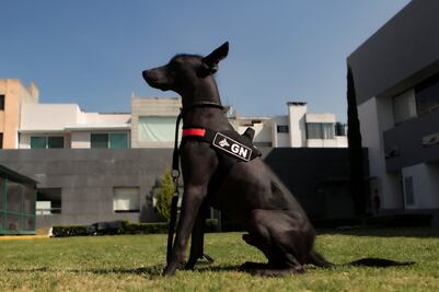 Dante, el Xoloitzcuintle de la Guardia Nacional