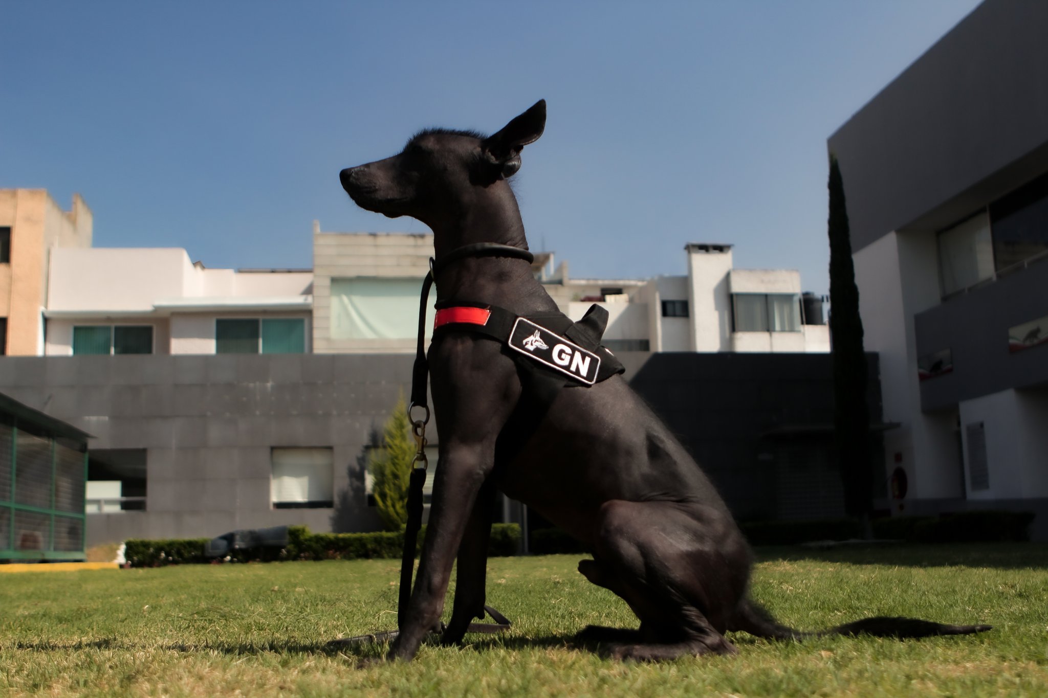 Dante, el Xoloitzcuintle de la Guardia Nacional