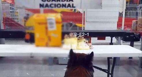 Perro encuentra un kilo de crystal en las "manos de Jesús" 
